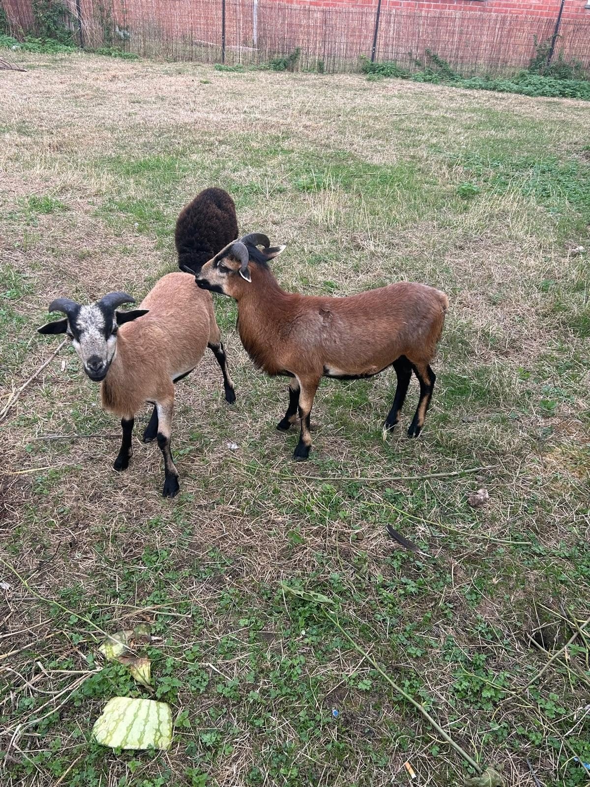 schapen bokjes, Mannelijk, Geit, 0 tot 2 jaar