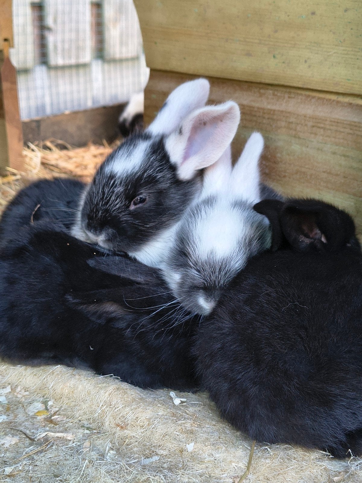 Baby konijntjes te koop Lotharinger x Vlaamse reus, Dieren en Toebehoren, Geslacht onbekend, Groot, 0 tot 2 jaar