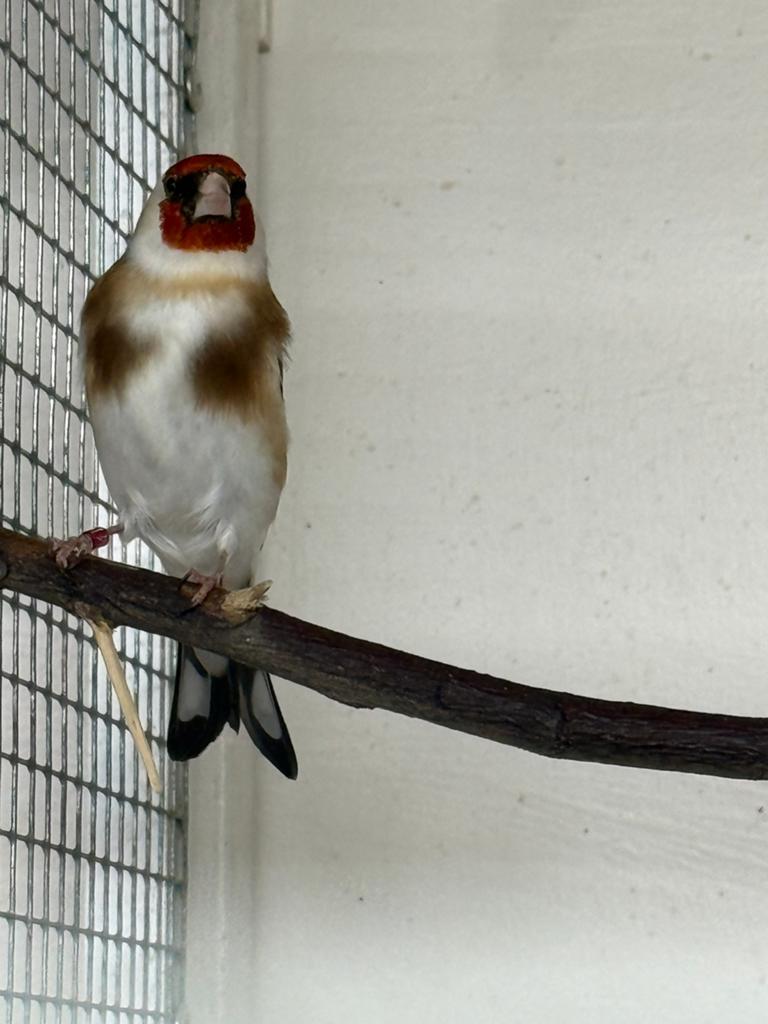Majoor putter, Dieren en Toebehoren, Vogels | Overige Vogels, Vrouwelijk, Wildzangvogel