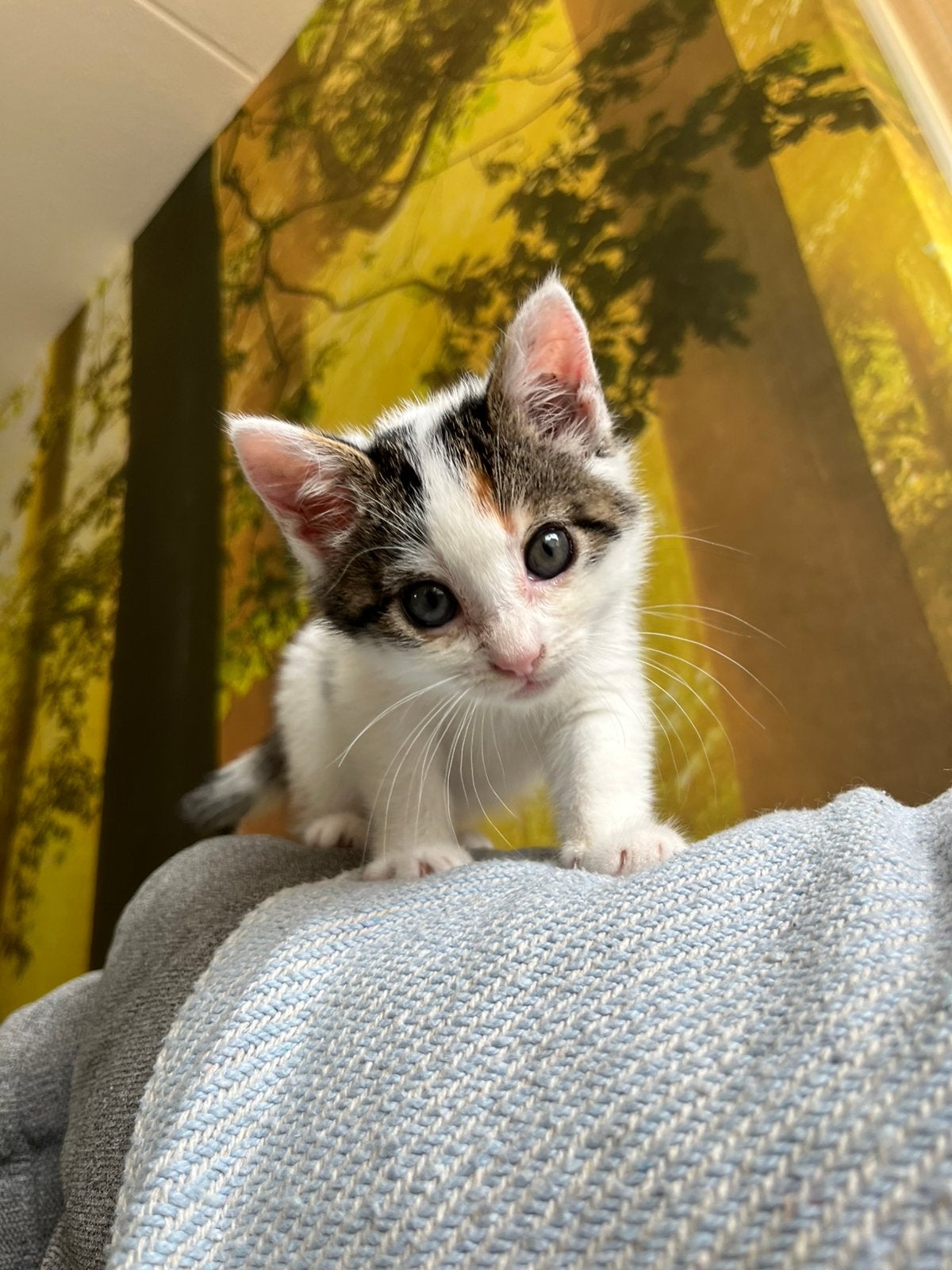 1 mooie speelse kitten, vrouwtje, Poes, Kortharig, 0 tot 2 jaar