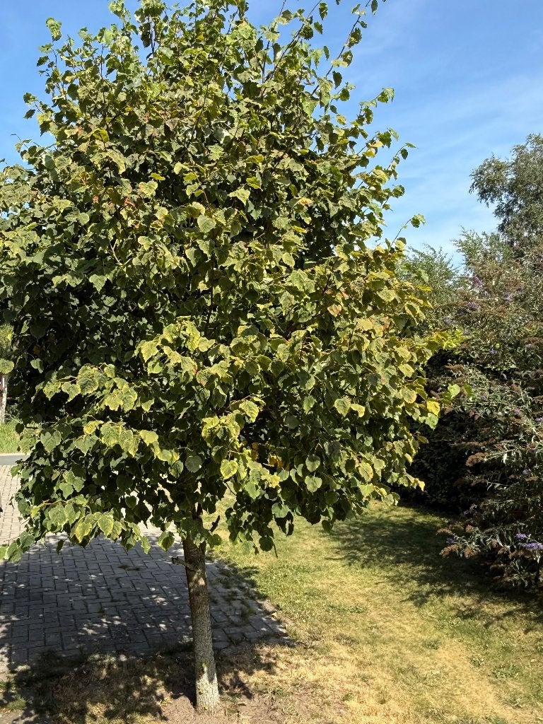 Winterlinde (tilia cordata), Ophalen, Volle zon, Overige soorten