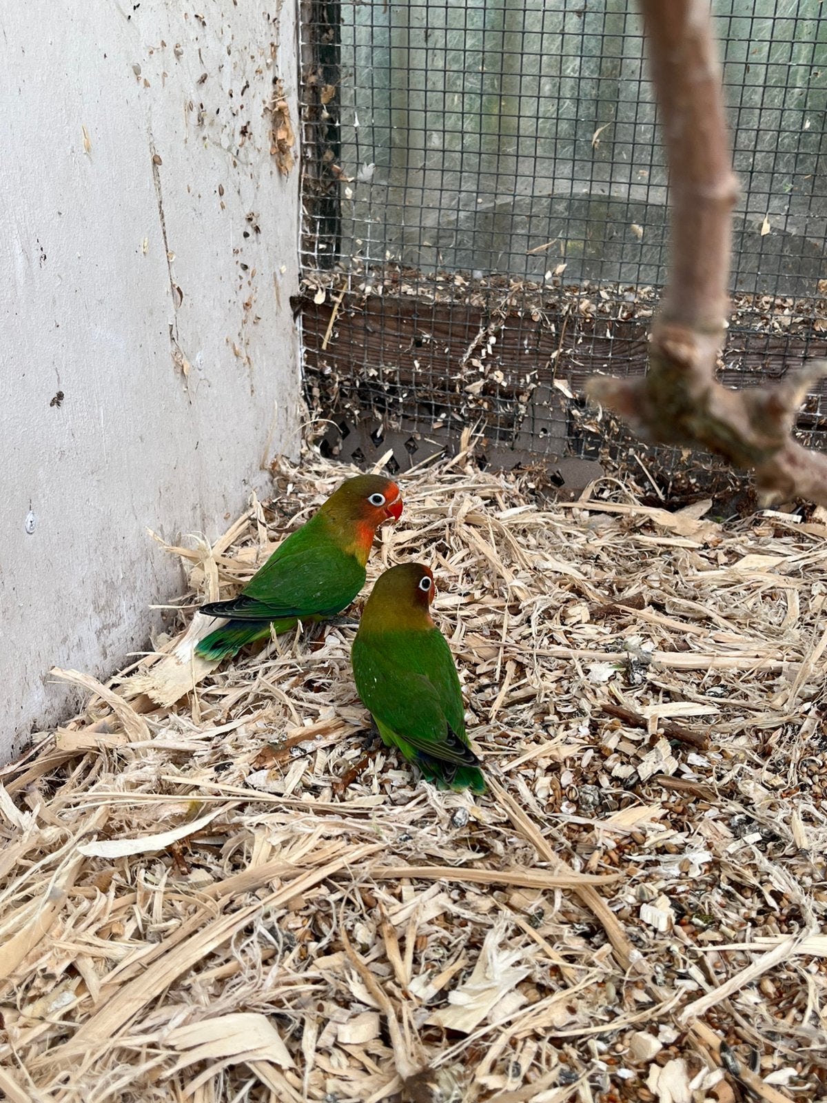 Agapornis fischeri, Geslacht onbekend, Dwergpapegaai of Agapornis, Tam