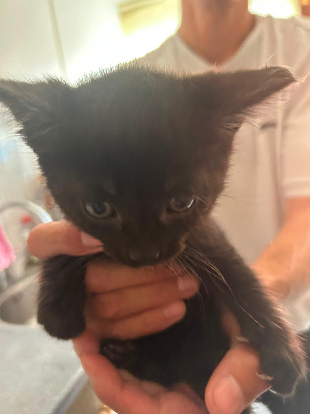 kittens, Poes