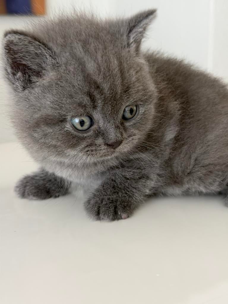 Prachtige Raszuivere Britse Korthaar kittens te koop, Dieren en Toebehoren, Katten en Kittens | Raskatten | Korthaar, Meerdere dieren