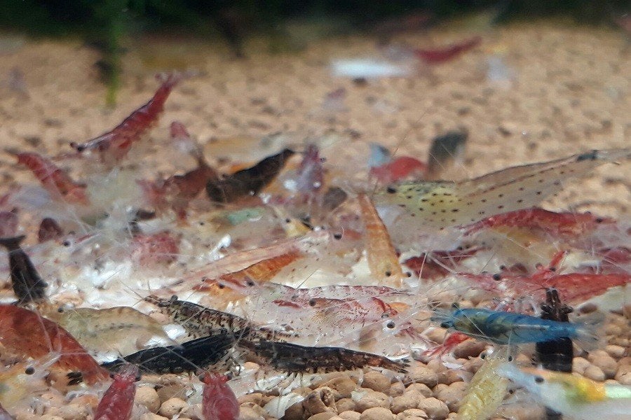 Garnaal Neocaridina mix - Koidream Valburg, Kreeft, Krab of Garnaal, Zoetwatervis
