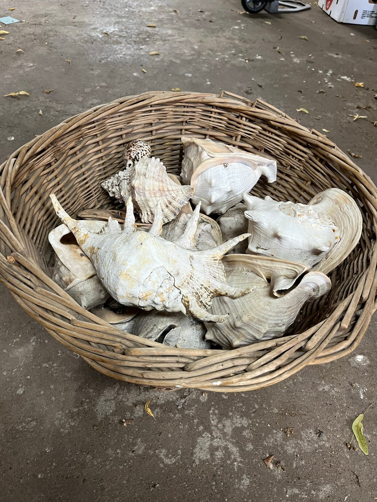 Antieke mand met tropische schelpen, Ophalen