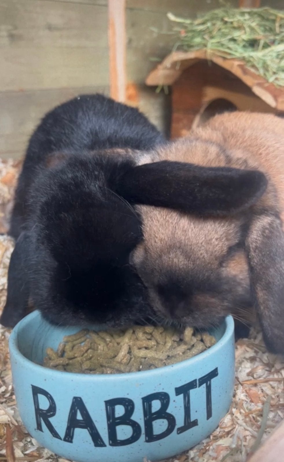 Lieve konijnen te koop, Dieren en Toebehoren, Konijnen, Meerdere dieren, Middelgroot, Hangoor, 0 tot 2 jaar