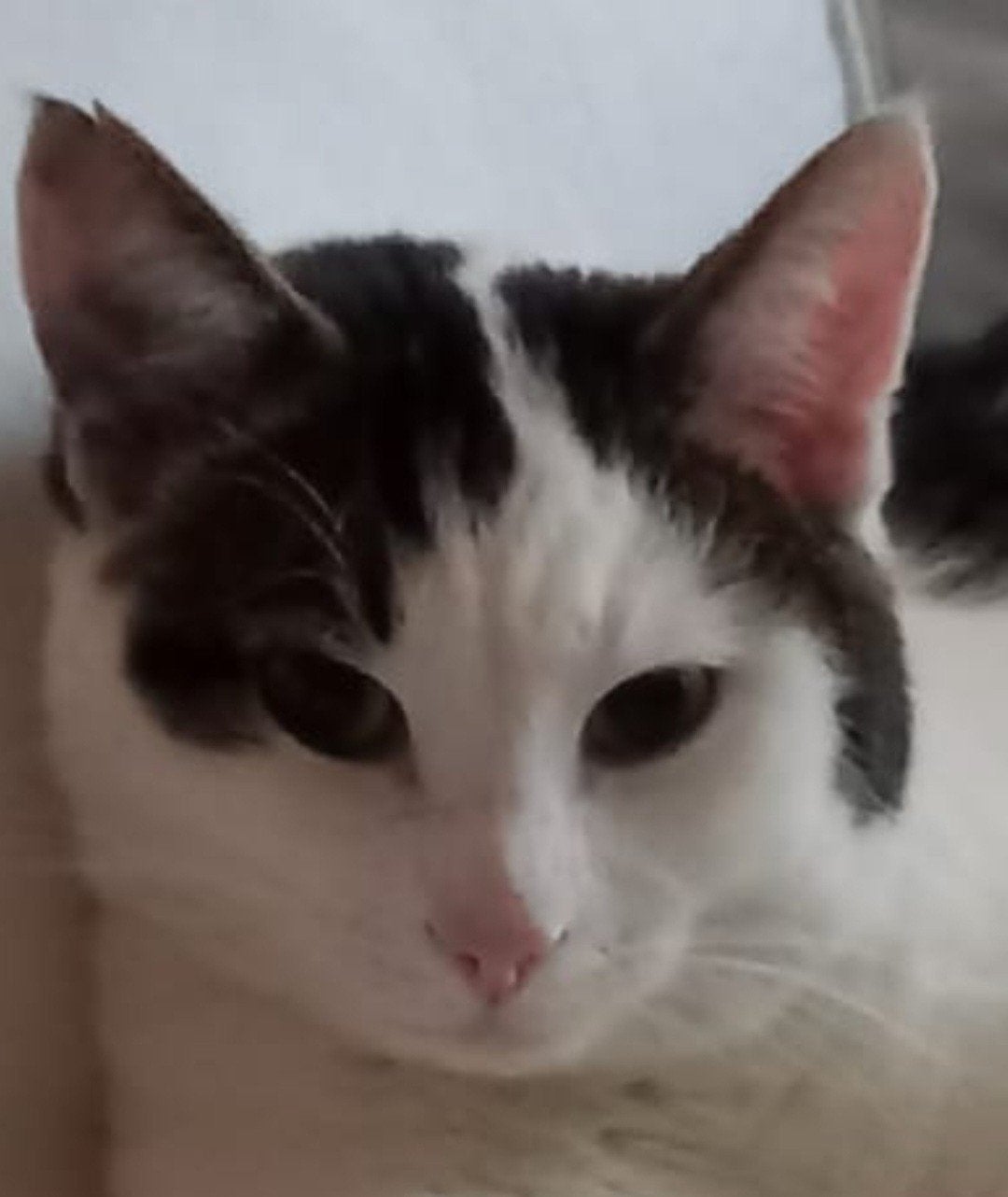 Lieve gecastreerde kater, Kater, 3 tot 5 jaar