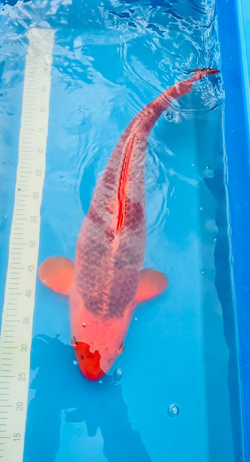 Japanse koi, Aka Matsuba Marusei, Dieren en Toebehoren, Karper of Koi
