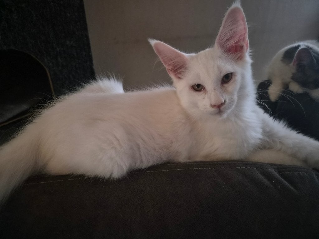Main coon kittens, Meerdere dieren, Gechipt, 0 tot 2 jaar