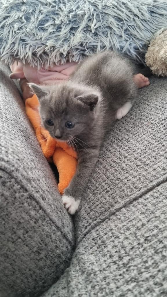 een vrouwelijke kat, Dieren en Toebehoren, Katten en Kittens | Overige Katten, Poes