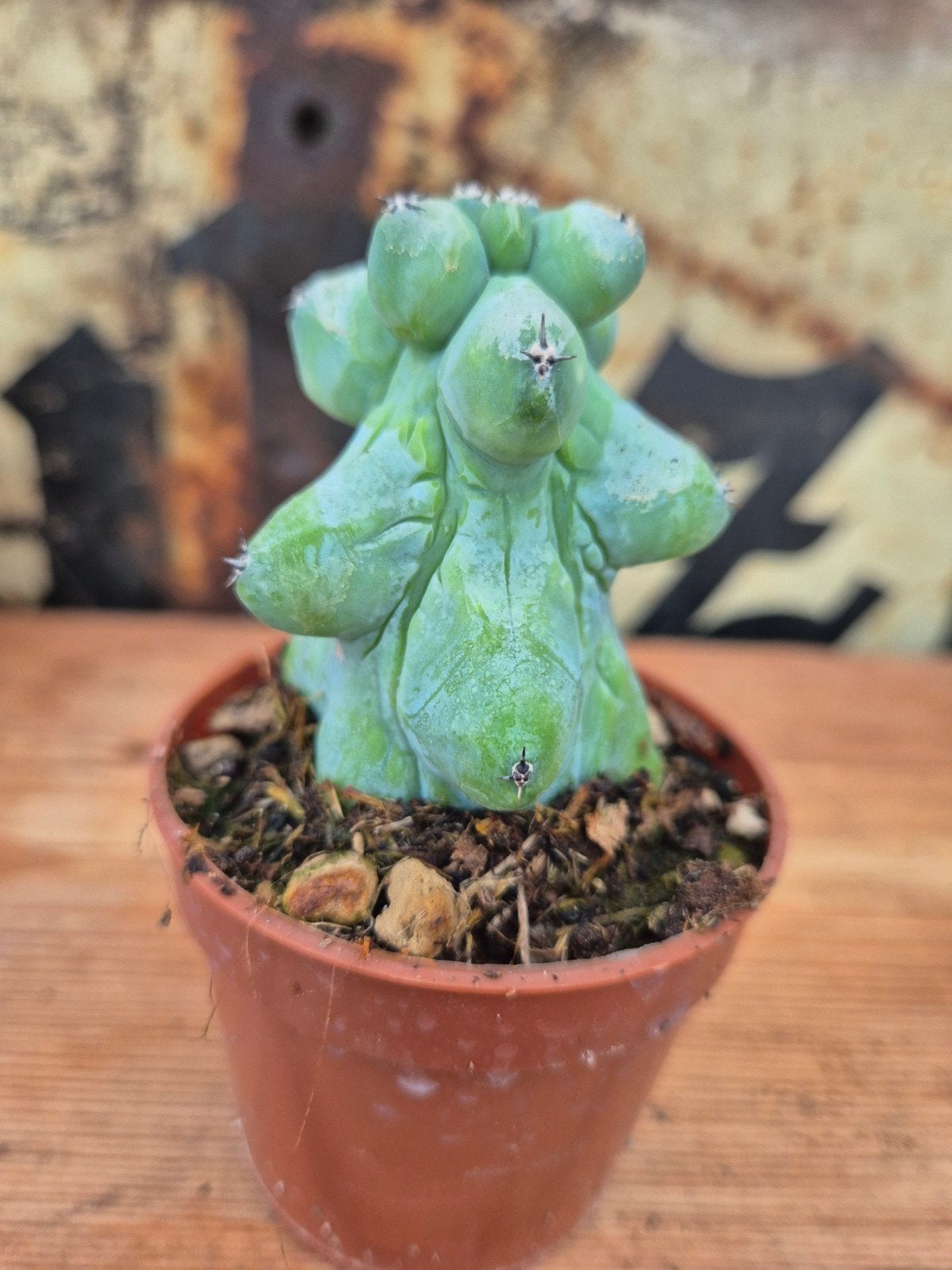 Cactus Myrtillocactus geometrizans Fukurokuryuzinboku p7 (2), Ophalen of Verzenden, Cactus, Volle zon, Minder dan 100 cm