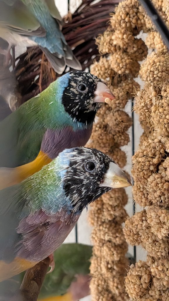 Gouldamandine 2026, Dieren en Toebehoren, Meerdere dieren, Tropenvogel