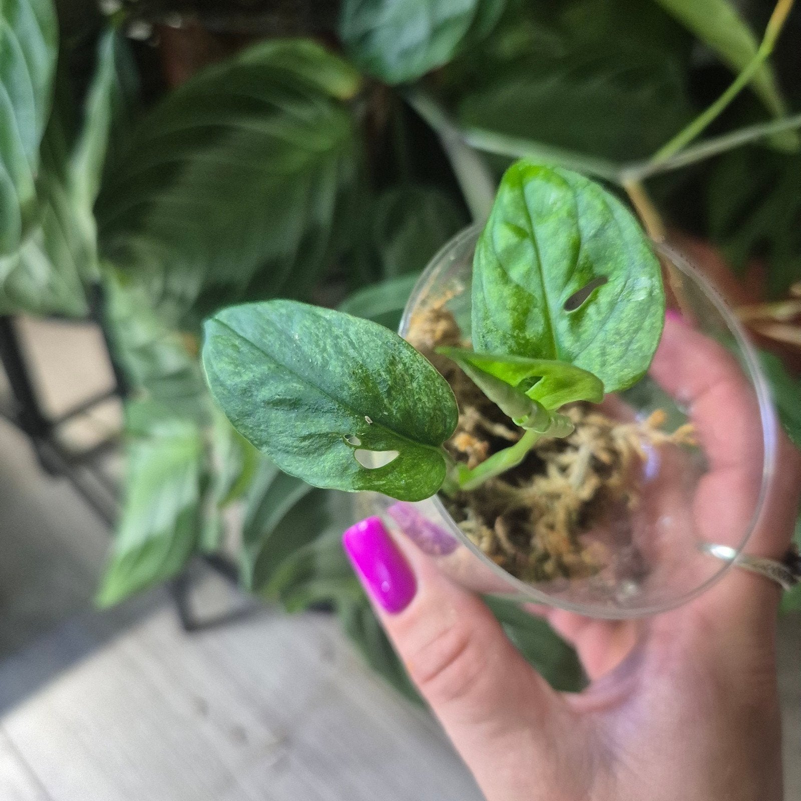Monstera adansonii mint zie beschrijving, Huis en Inrichting, Kamerplanten, Ophalen of Verzenden, Halfschaduw, Minder dan 100 cm