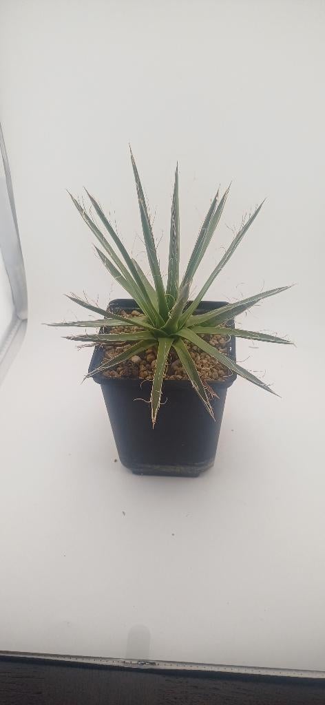 agave filifera schidigera, Huis en Inrichting, Kamerplanten, Vetplant, Minder dan 100 cm, Groene kamerplant, Volle zon, Ophalen of Verzenden