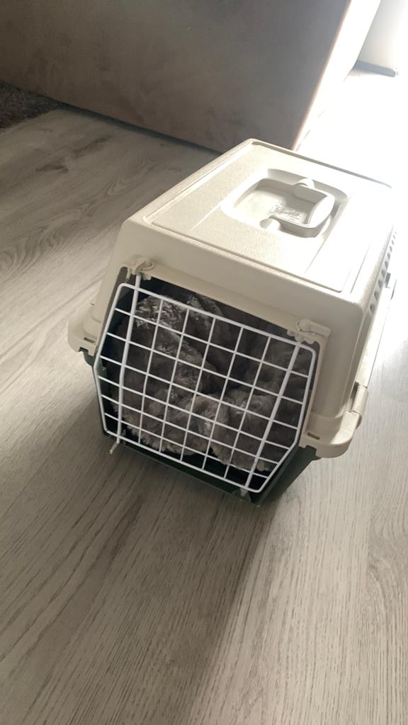 Reismandje gratis ophalen zsm, Dieren en Toebehoren, Ophalen, Zo goed als nieuw