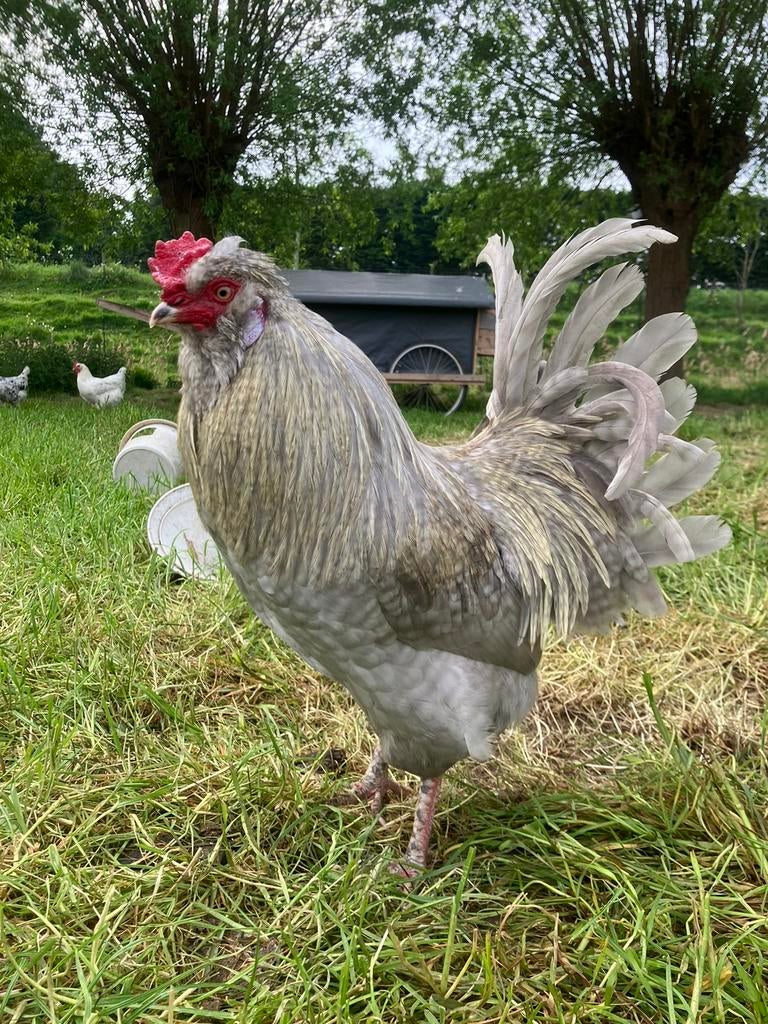 Broedeieren Easter Egger (groenlegger), Dieren en Toebehoren, Pluimvee, Geslacht onbekend, Kip