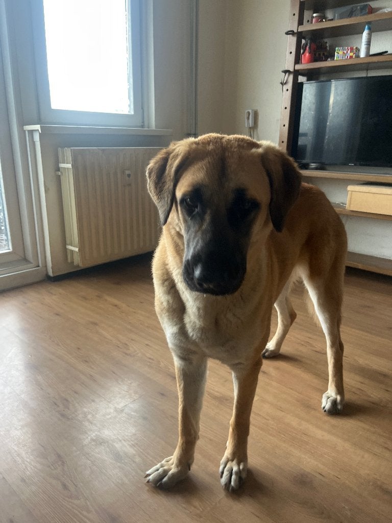 Kangal, Dieren en Toebehoren, 1 tot 2 jaar, Teef, Eén hond, Nederland
