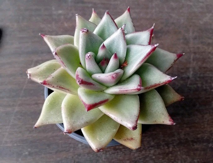 Vetplant 10cm echeveria lipstick, Ophalen, Overige soorten, Halfschaduw, In pot
