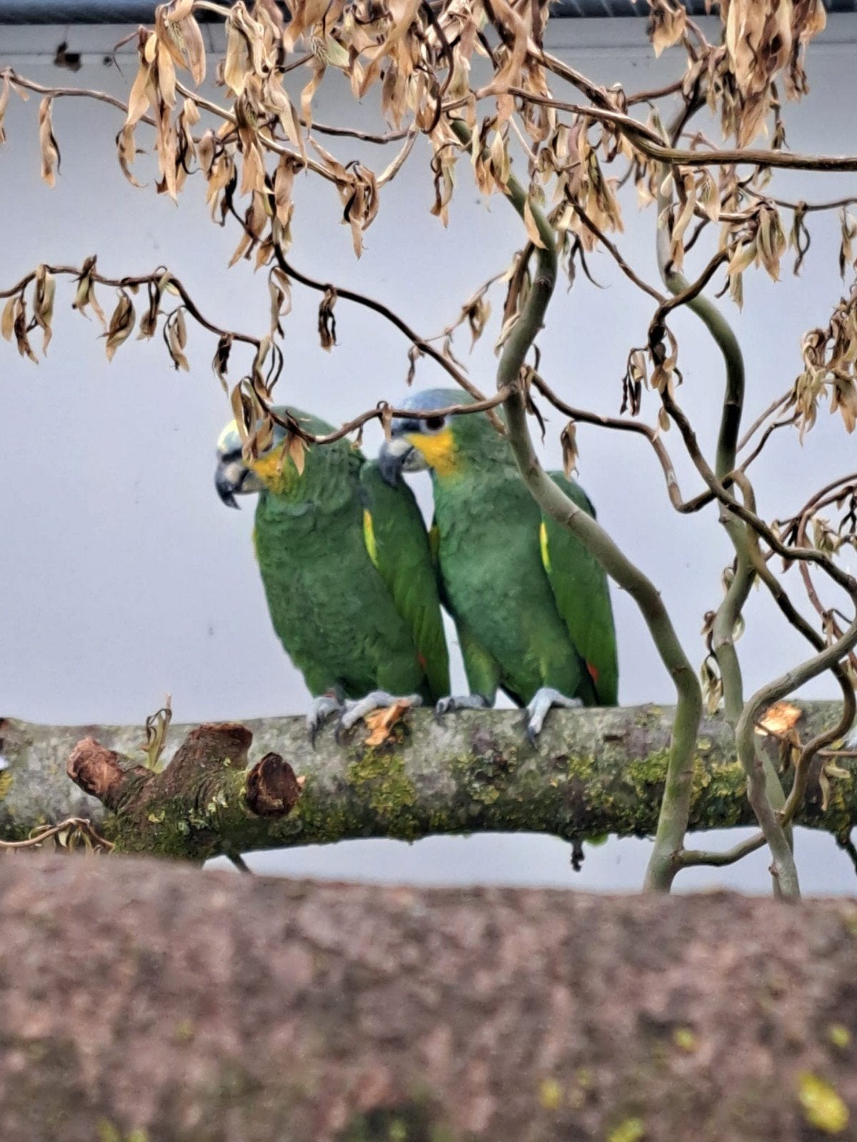 te koop papagaaien koppel, Meerdere dieren