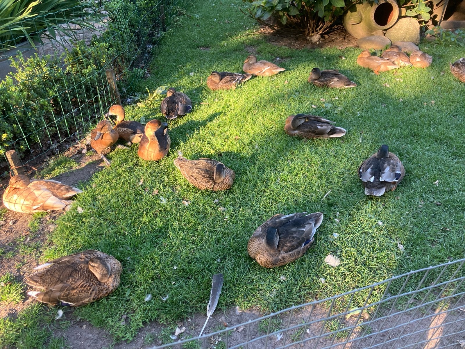 Te koop kwakers gele boomeend en manderijneend, Dieren en Toebehoren, Meerdere dieren