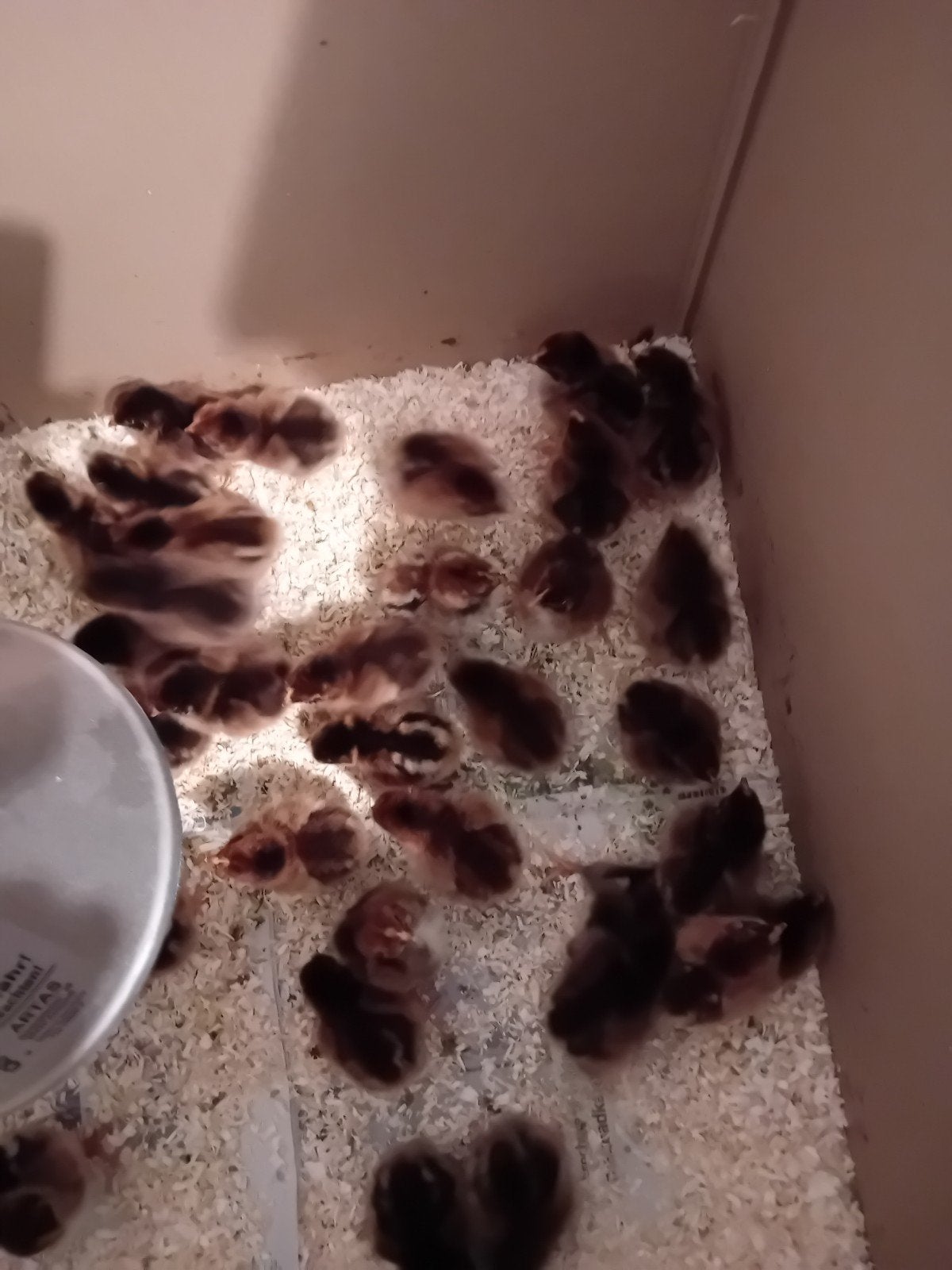 jonge kuikens te koop van de Barneveldse kippen dubbel gezoo, Meerdere dieren, Kip