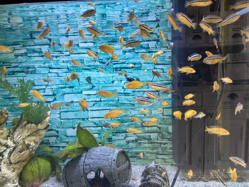Afrikaanse chiclide, Dieren en Toebehoren, Vissen | Aquariumvissen, Vis, Zoetwatervis