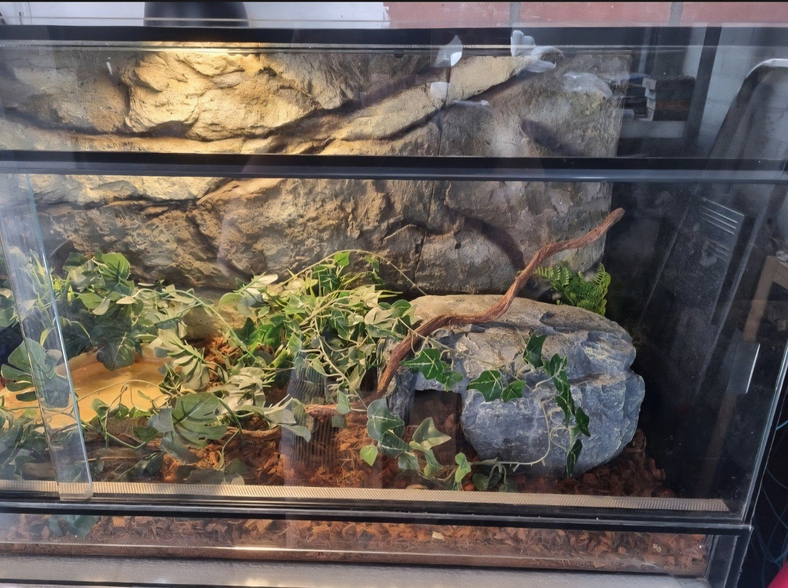 Koningspython (Python regius) + terrarium en toebehoren Ball Python photo 4
