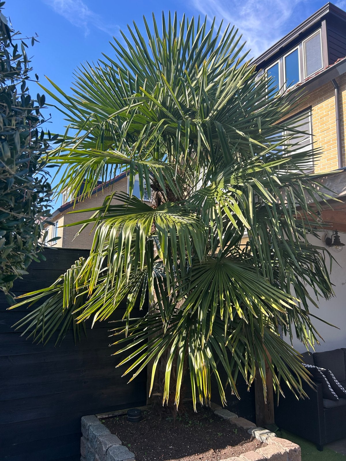 Grote Trachycarpus Fortunei Palmboom - Winterhard, 250 tot 400 cm, Zomer, Palmboom, Ophalen