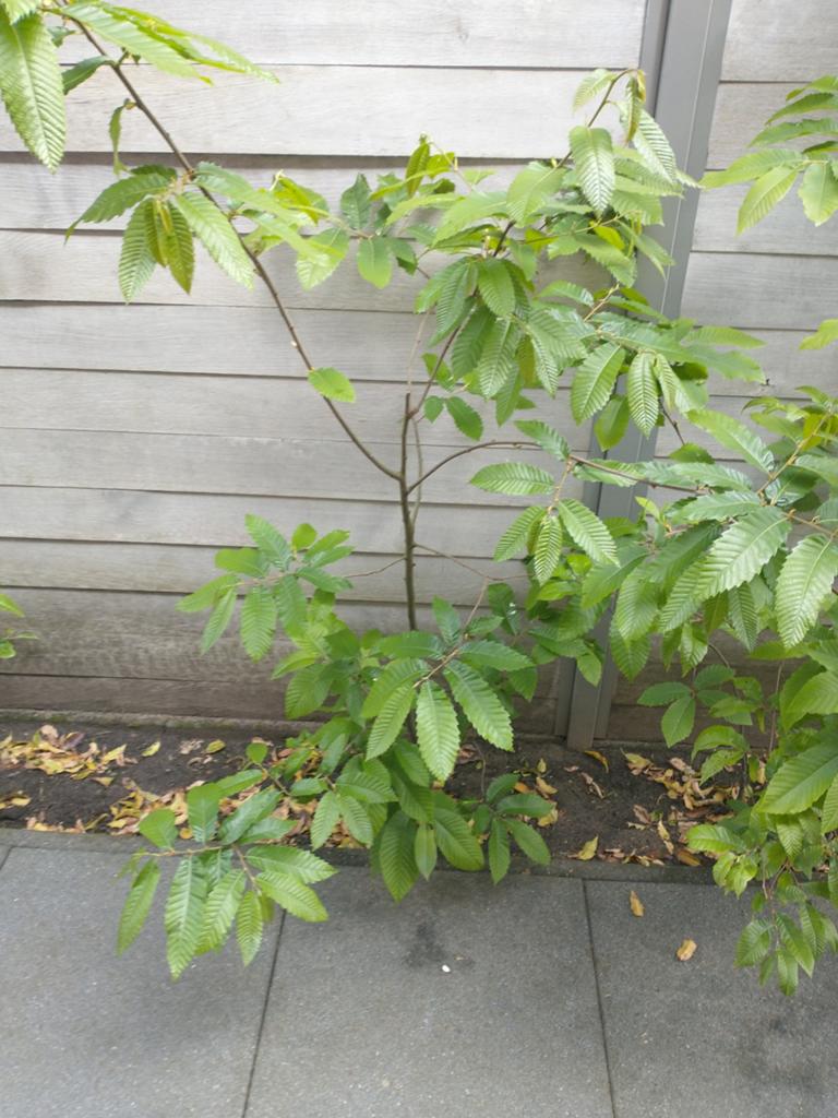 Tamme kastanje boom 180 cm., Ophalen, Bloeit niet, Overige soorten