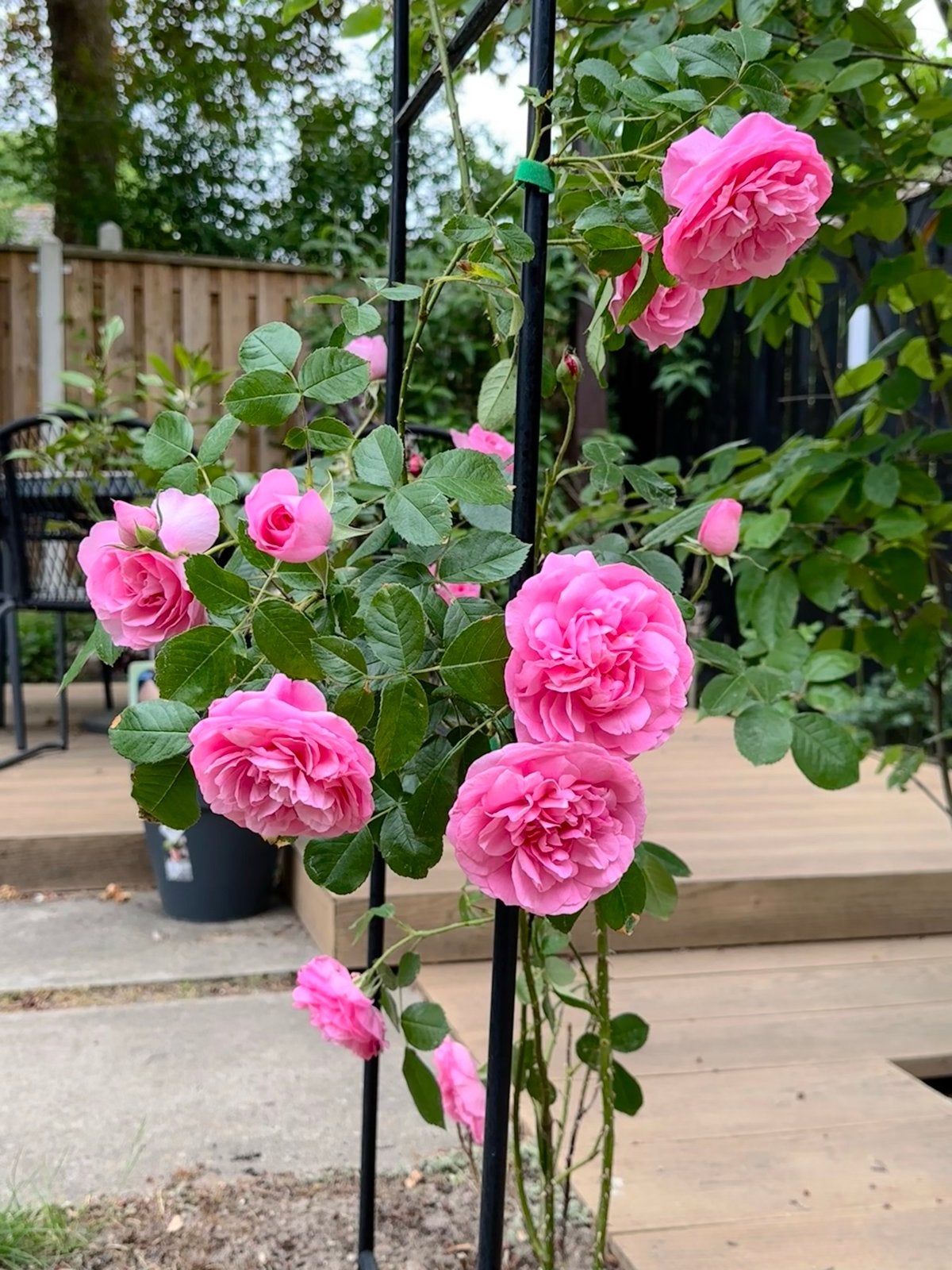 David Austin klimroos 'Gertrude Jekyll', Tuin en Terras, Planten | Tuinplanten, Ophalen, Volle zon, Vaste plant, Klimplanten