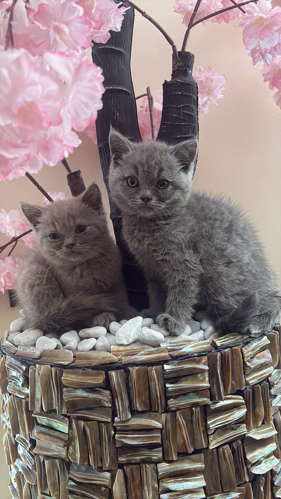 Prachtige  Brits korthaar kittens 3x blauw 1x lilac, Dieren en Toebehoren, Katten en Kittens | Raskatten | Korthaar, Meerdere dieren