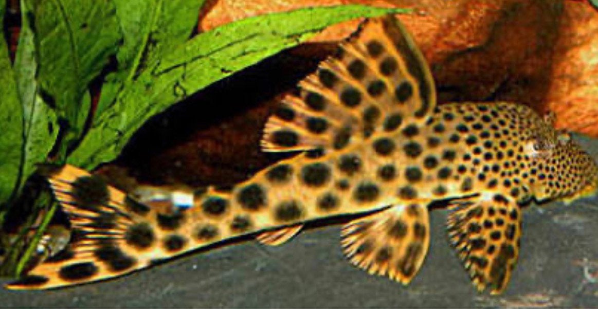 L075 pleco, Vis