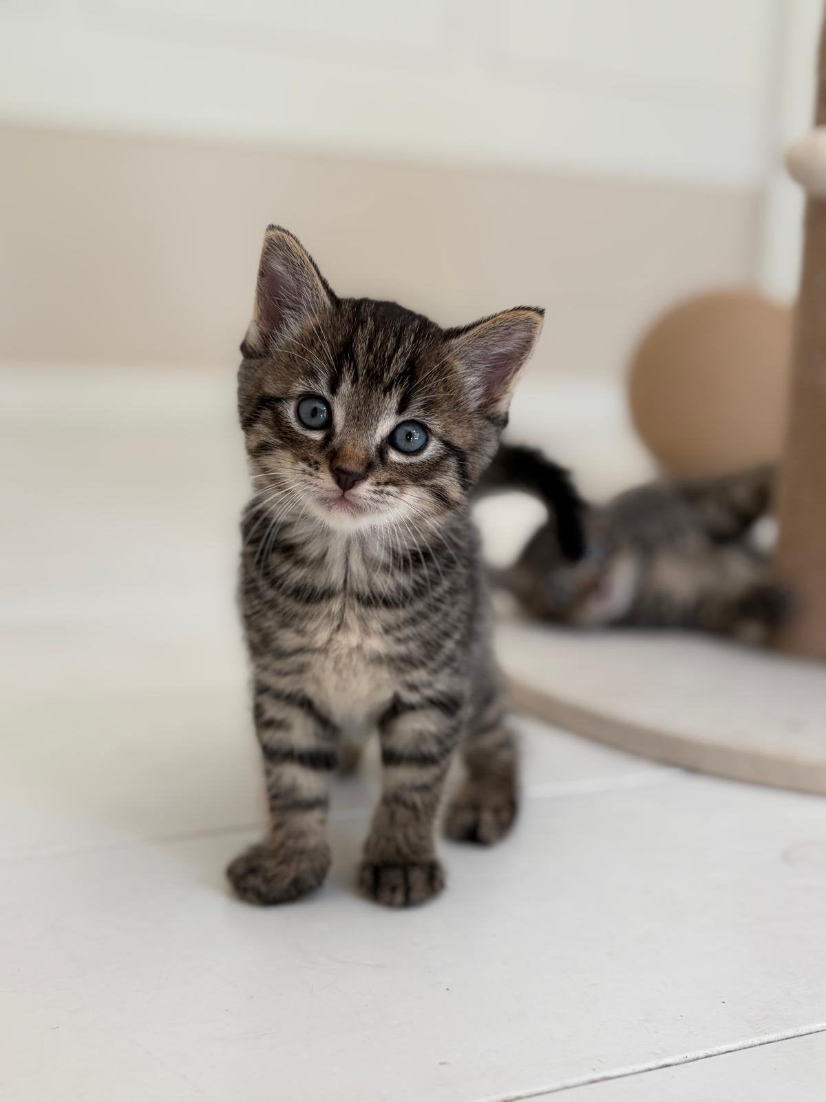 Kittens half ragdoll, Poes, Ontwormd