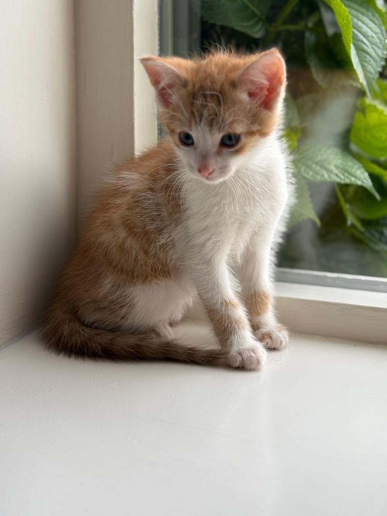 Superlieve kittens te koop!, Meerdere dieren