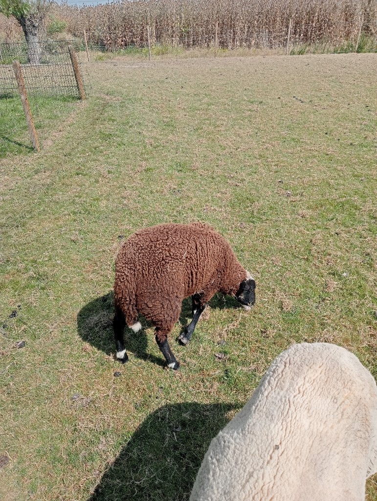 lammeren, Dieren en Toebehoren, Schapen, Geiten en Varkens, Meerdere dieren, Schaap, 0 tot 2 jaar