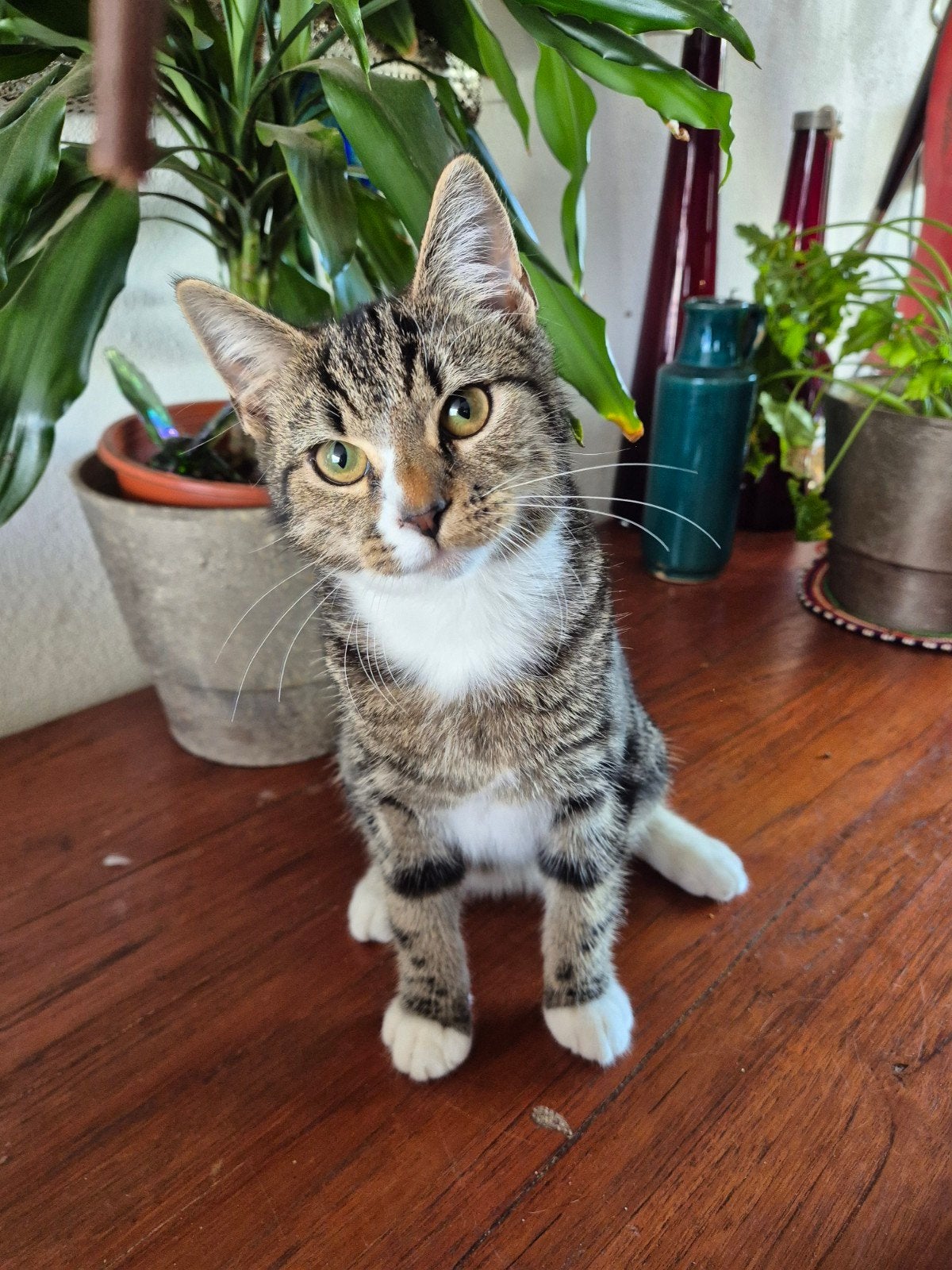 mooie kittens
