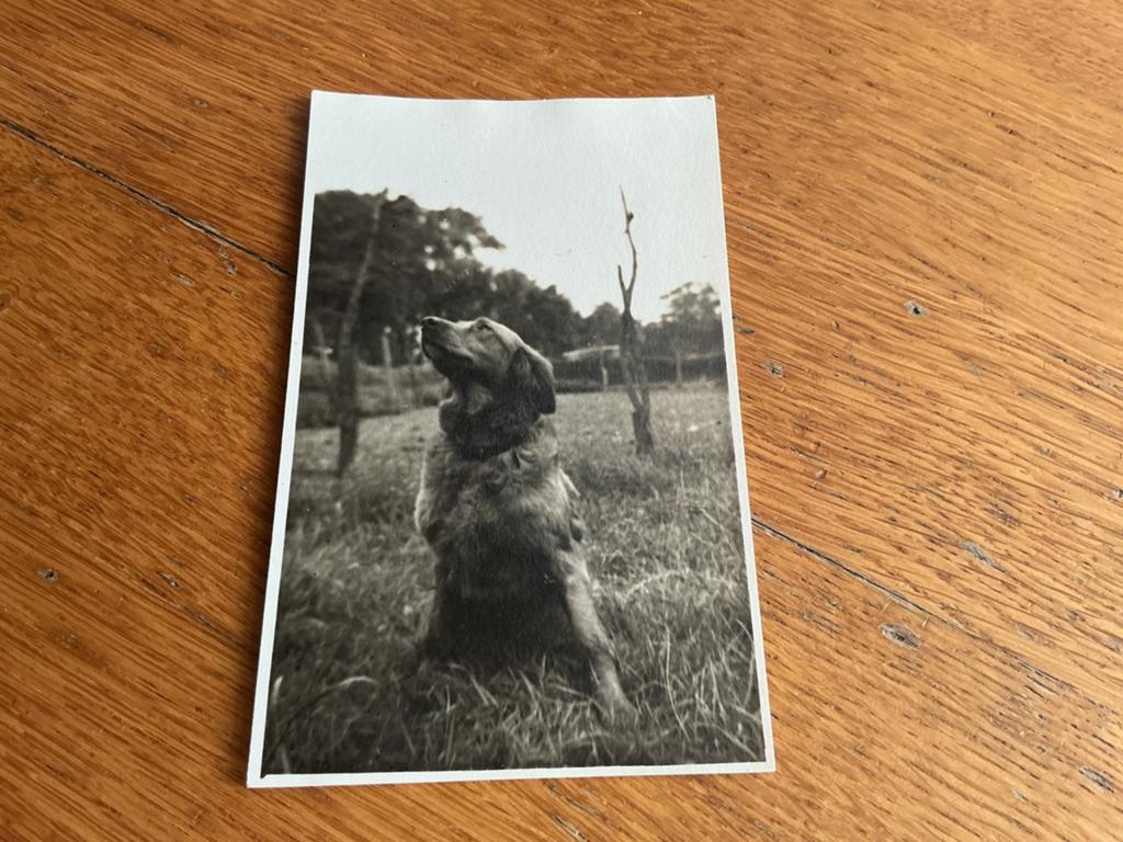 V121 hond, Ophalen of Verzenden, Voor 1940, Zo goed als nieuw, Dier