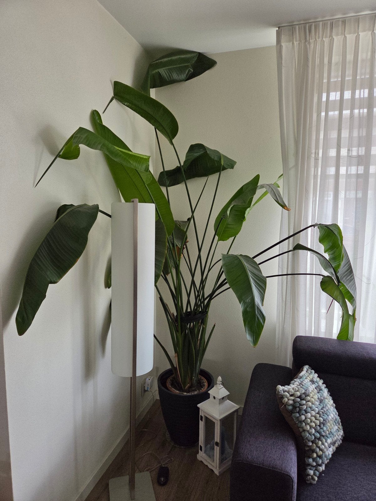 Grote Strelitzia Nicolai - Paradijsvogelplant, Huis en Inrichting, Ophalen, 200 cm of meer, Overige soorten, In pot