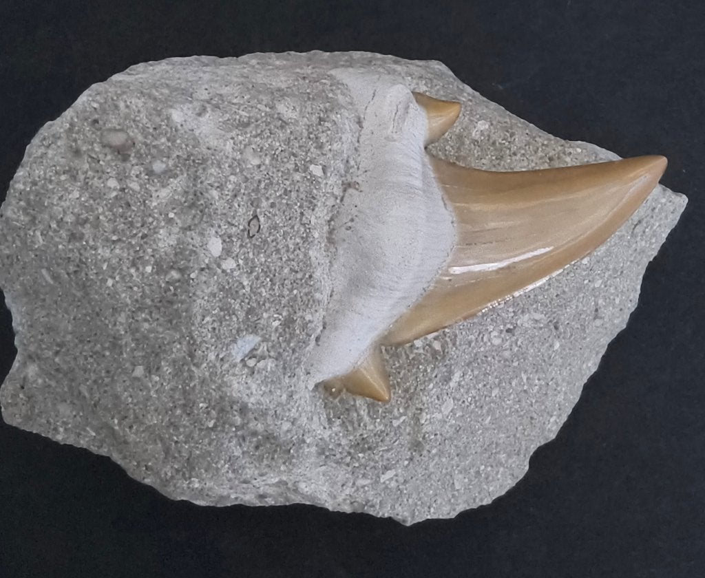 Fossiele Haaientand (Otodus obliquus), Ophalen of Verzenden, Fossiel