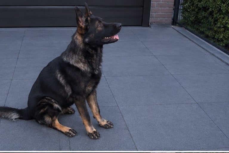 wolfsgrouweherder, Reu, 1 tot 2 jaar, Eén hond, CDV (hondenziekte)