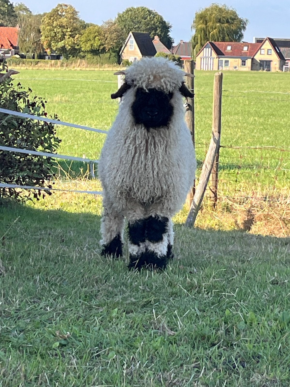 Walliser schwartznase lammeren, Dieren en Toebehoren, Schapen, Geiten en Varkens, Meerdere dieren, Schaap, 0 tot 2 jaar