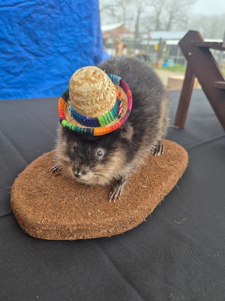 Te koop opgezette muskusrat, Ophalen of Verzenden, Nieuw, Wild dier, Opgezet dier