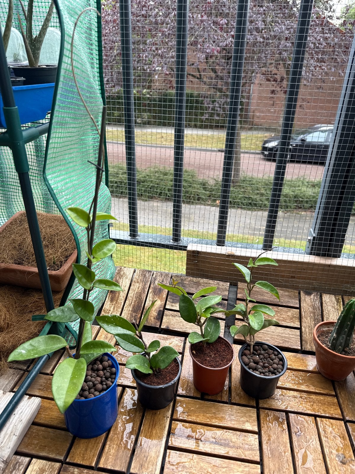 Hoya planten - Diverse soorten beschikbaar, Overige soorten, Vaste plant, Ophalen of Verzenden, Halfschaduw