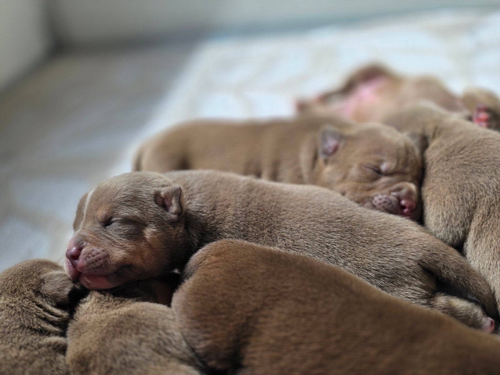 08.07.2026 geboren nestje american bully pocket met stamboom, Overige rassen, Meerdere, Meerdere dieren, Nederland