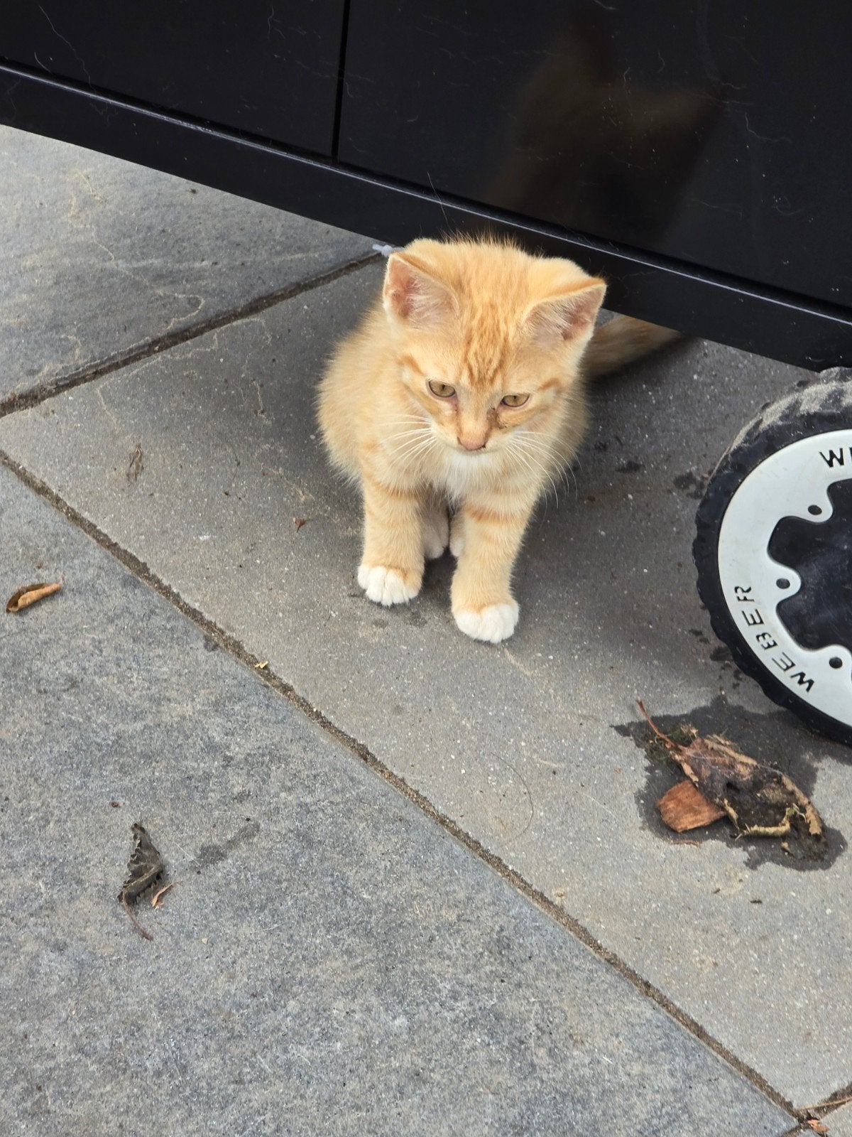 Lieve kittens zoeken nog een huisje, Kater, Langharig, 0 tot 2 jaar