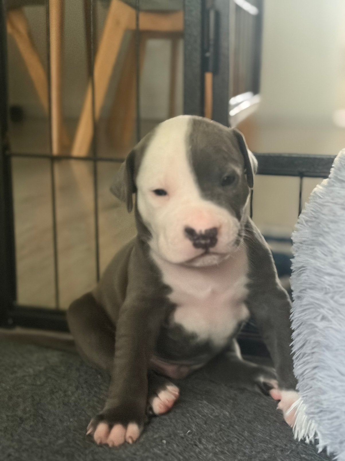 Amerikaanse Staffordshire Terriër (Amstaff) - laatste 5 pups, Dieren en Toebehoren, Honden | Jack Russells en Terriërs, Parvo