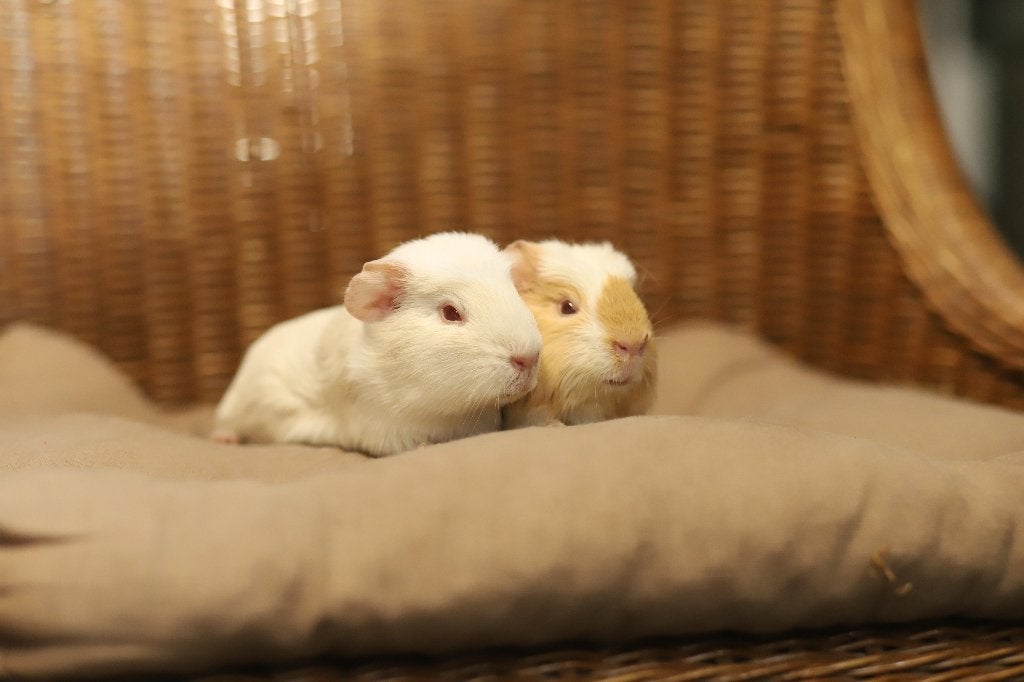Cavia zeugjes | Jonge cavia's | Gezonde dieren, Dieren en Toebehoren, Knaagdieren, Cavia, April, Vrouwelijk, Tam