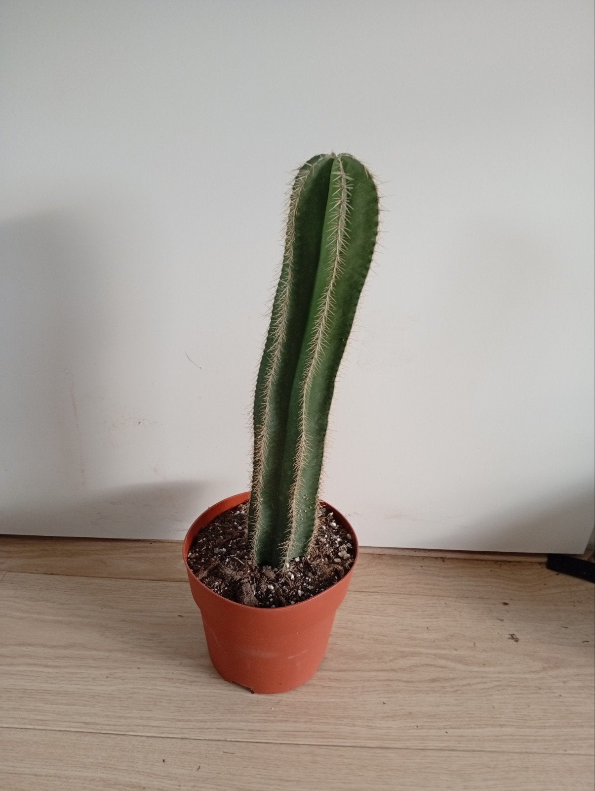 Grote cactus in pot - Ideaal voor binnen, Huis en Inrichting, Ophalen, Minder dan 100 cm, Volle zon, In pot