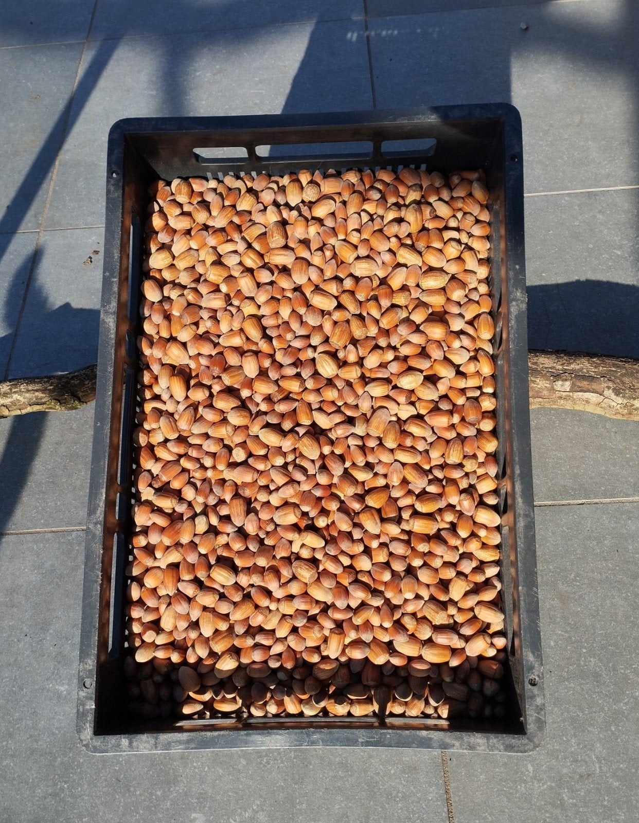 mooie lekkere hazelnoten uit eigen boomgaard, Diversen, Verzenden